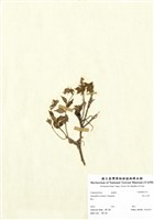 藏品(高山沙參)的圖片